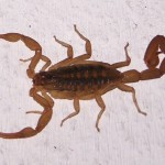Diferencia entre alacrán y escorpión