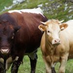Diferencia entre buey y toro