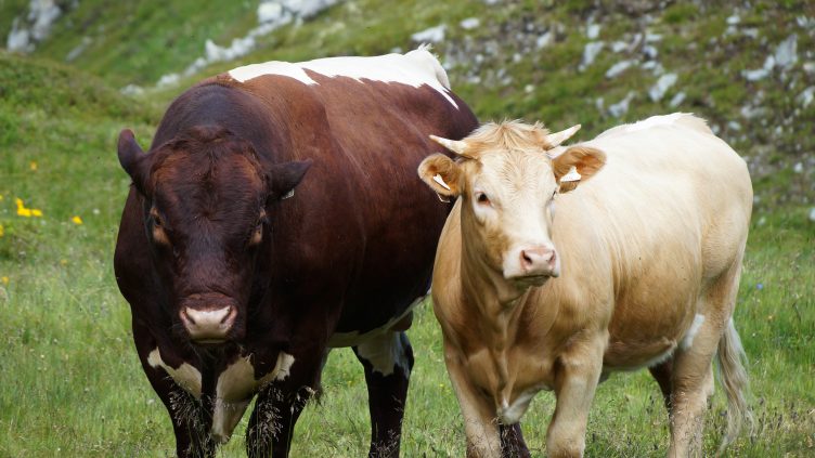 Diferencia entre buey y toro
