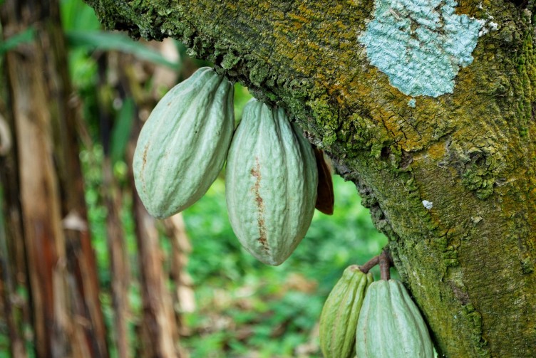 Diferencia entre cacao y cocoa