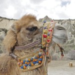 Diferencia entre camello y dromedario