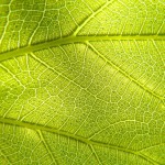 Diferencia entre fotosíntesis y respiración