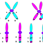 Diferencia entre genes y cromosomas