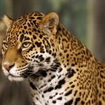 Diferencia entre jaguar y leopardo