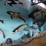Diferencia entre tonina y delfín
