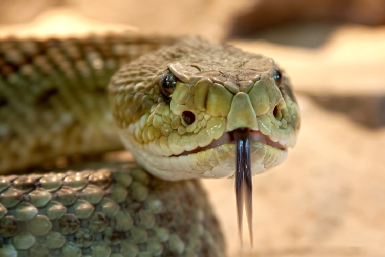 Diferencia entre víbora y serpiente